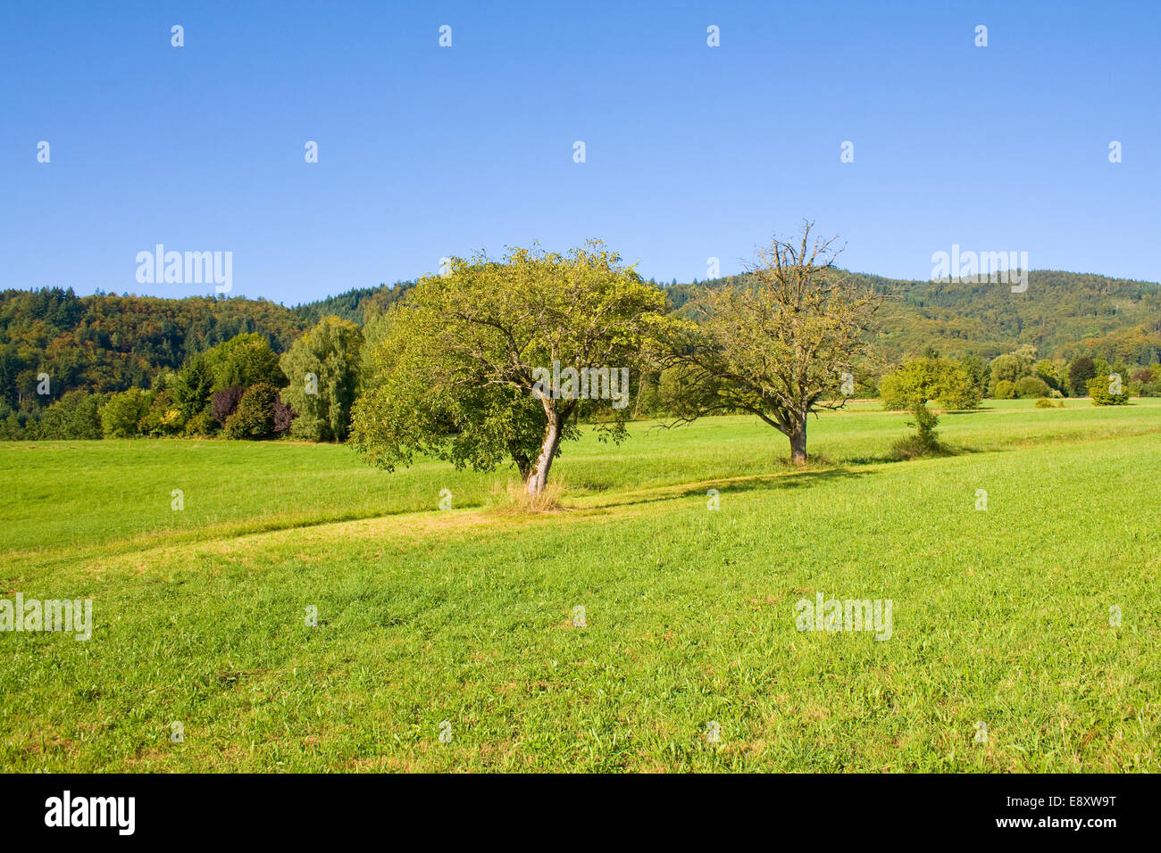 Prato Foto Stock