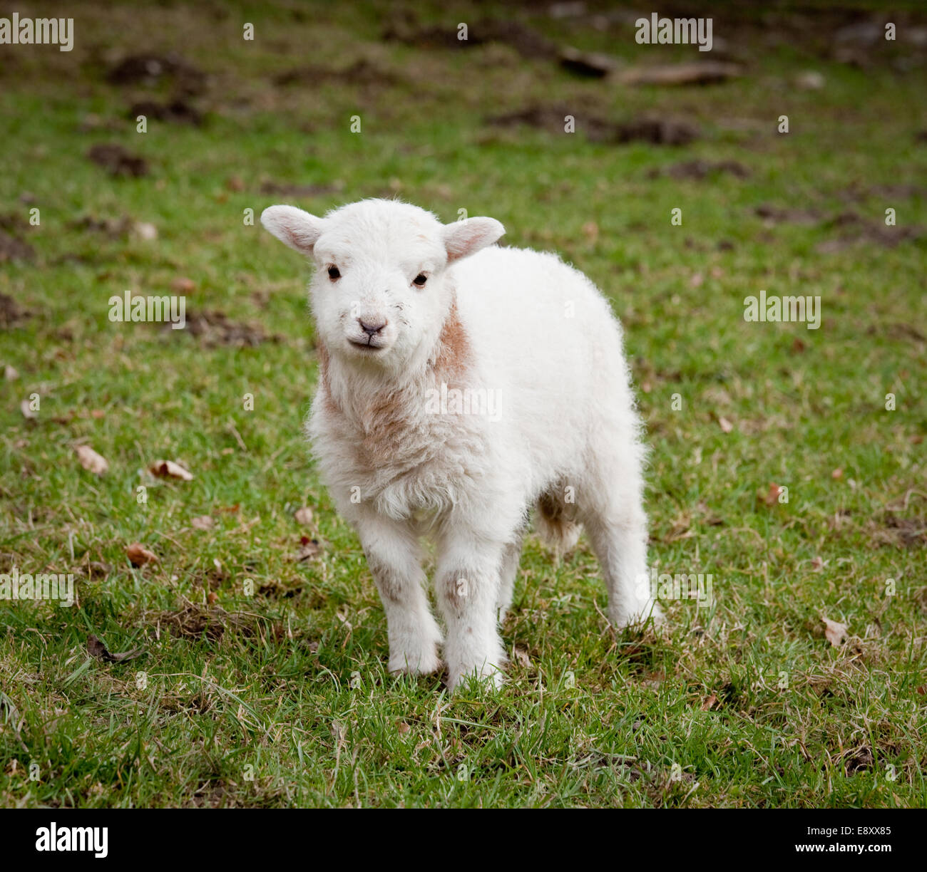 I giovani appena nato agnello in prato in Galles Foto Stock