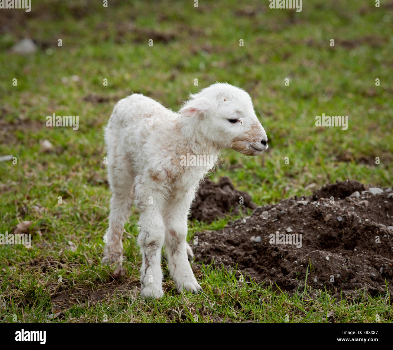 I giovani appena nato agnello in prato in Galles Foto Stock