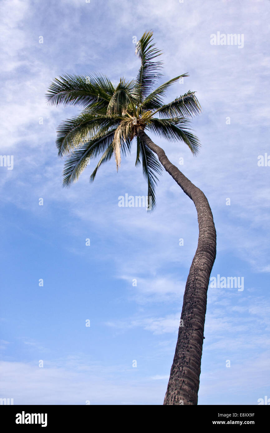 Unico albero di palme che incornicia un cielo blu Foto Stock