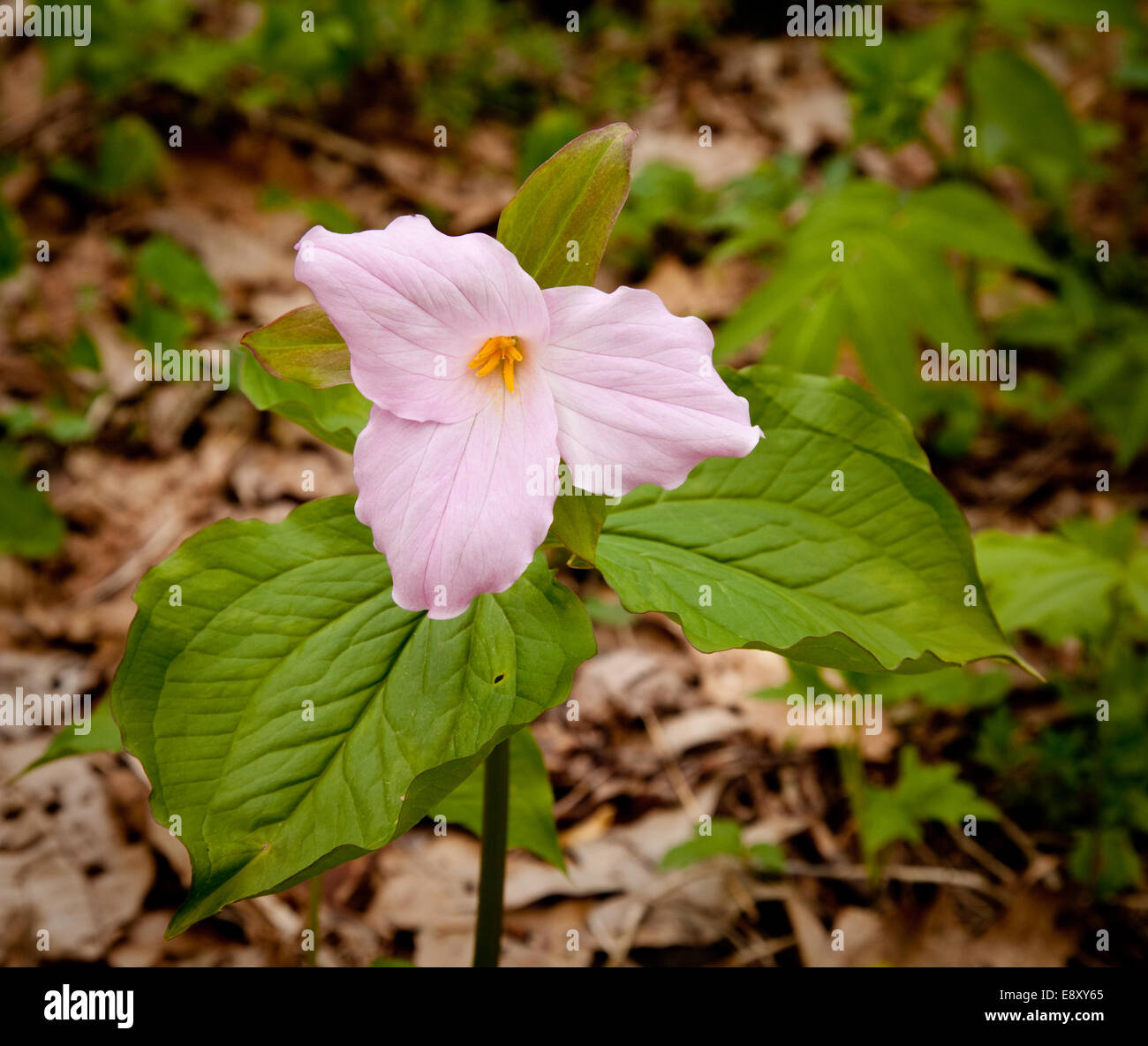 Trillium fiore in fiore Foto Stock
