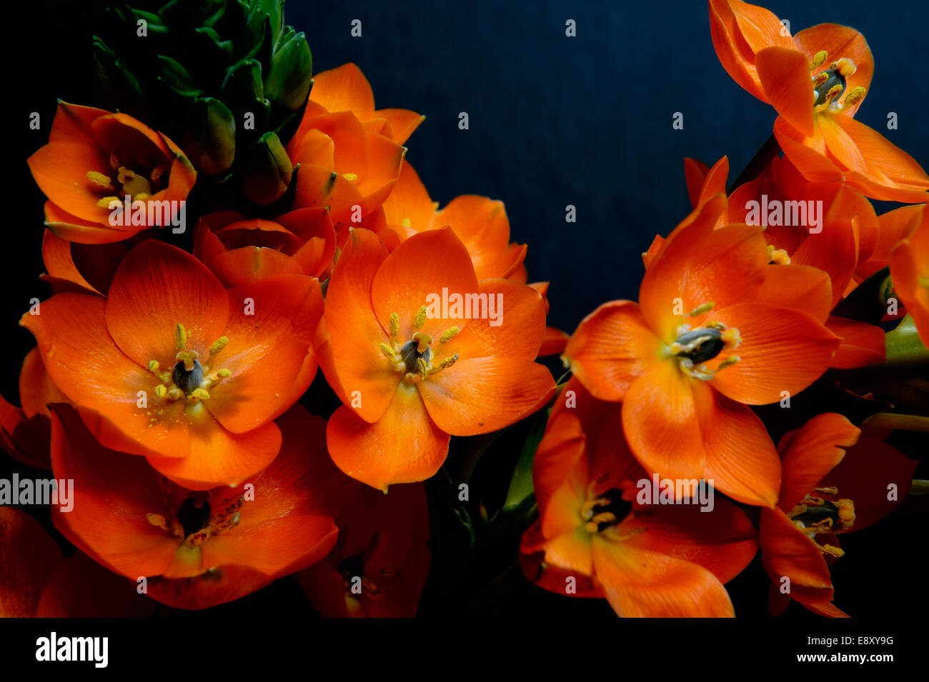 Arancio fiori perenni Foto Stock