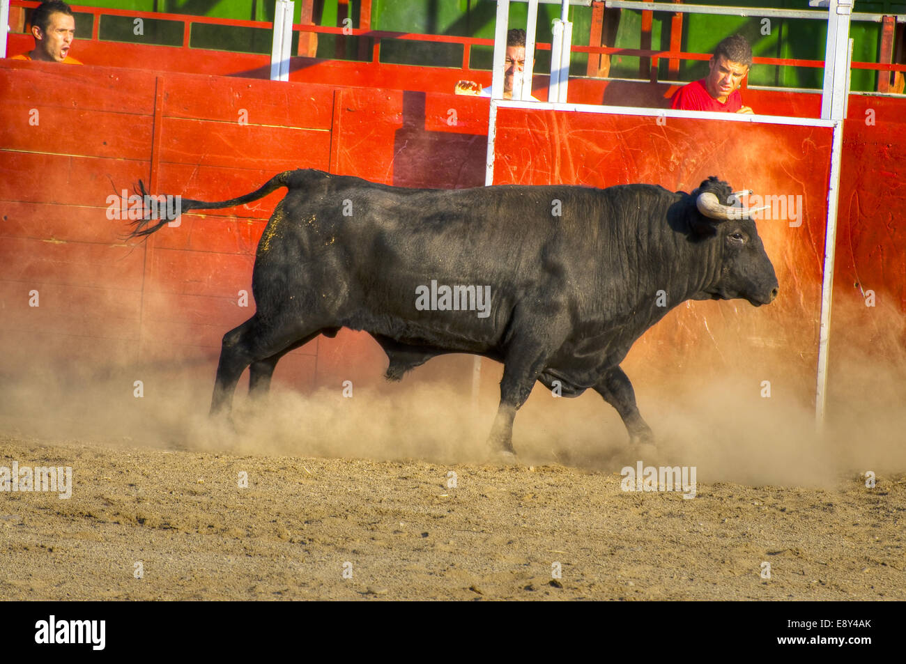 Lotta al toro immagine dalla Spagna. Toro nero Foto Stock