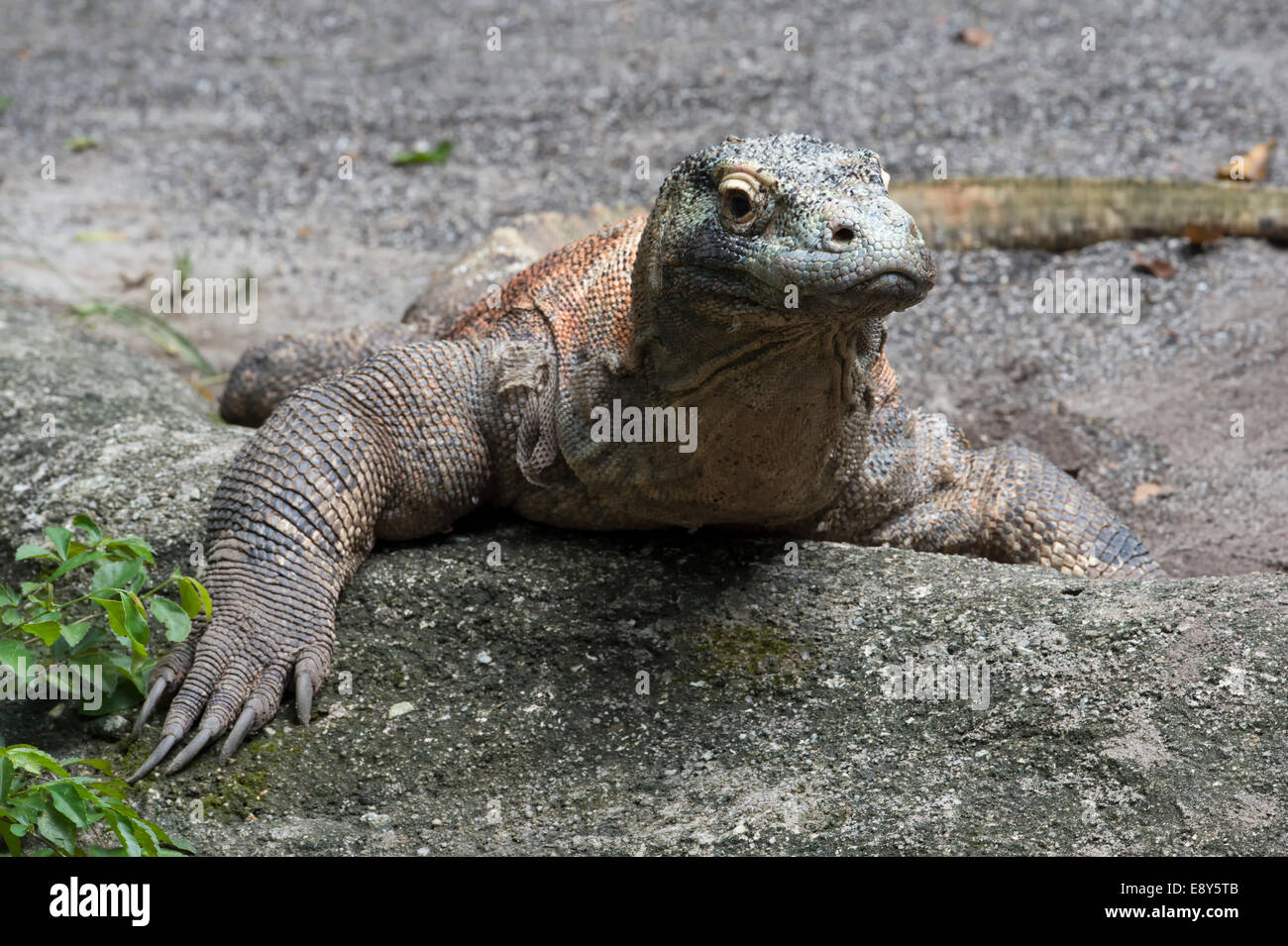 Drago di Komodo (Varanus komodoensis) Foto Stock