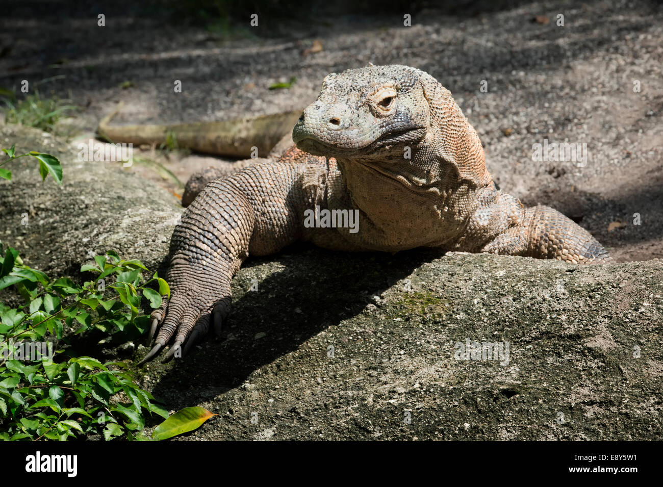 Drago di Komodo (Varanus komodoensis) Foto Stock