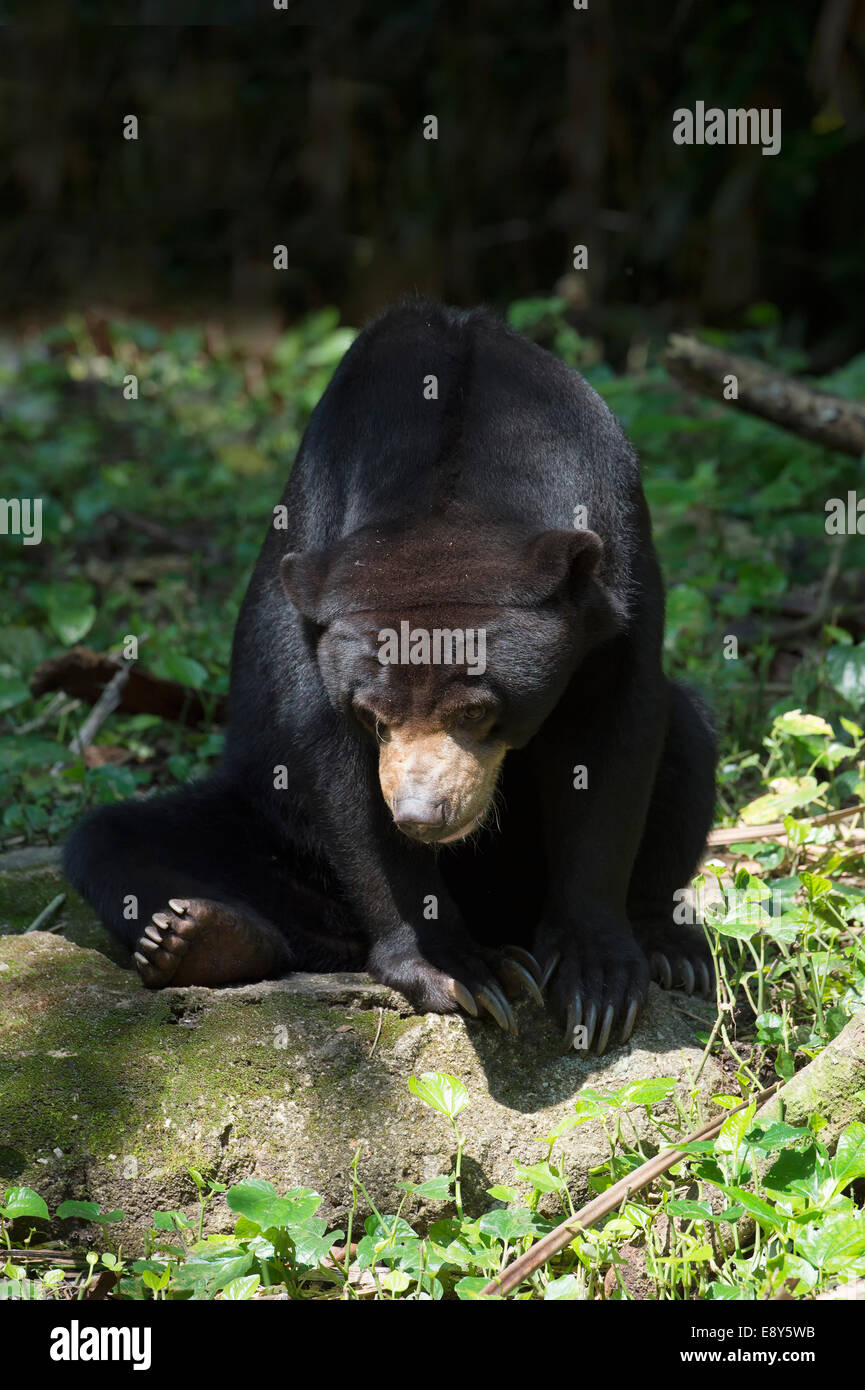 Sun: la malese bear (Helarctos malayanus), Singapore Zoo Foto Stock