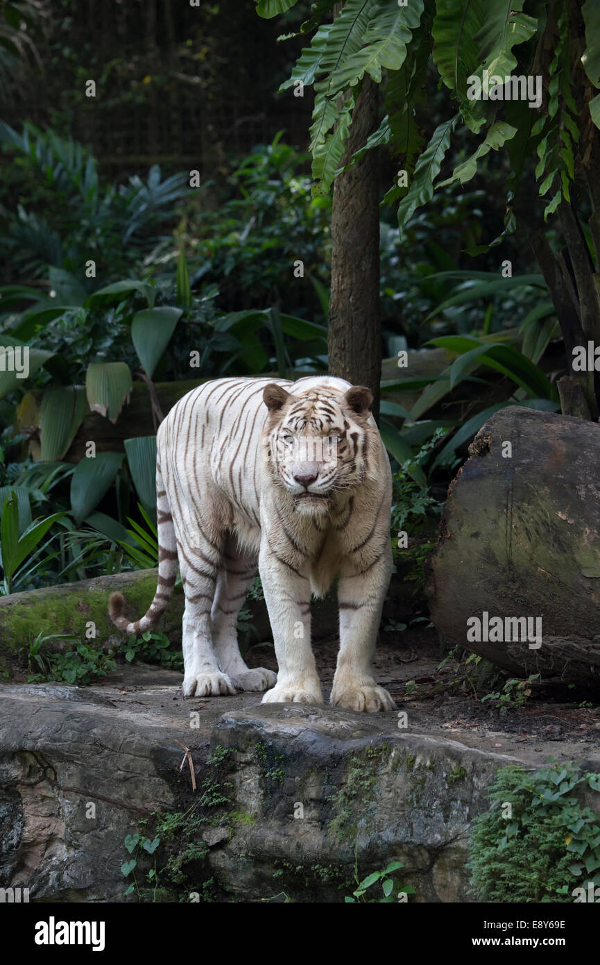 La Tigre Bianca (Panthera tigris tigris) Foto Stock