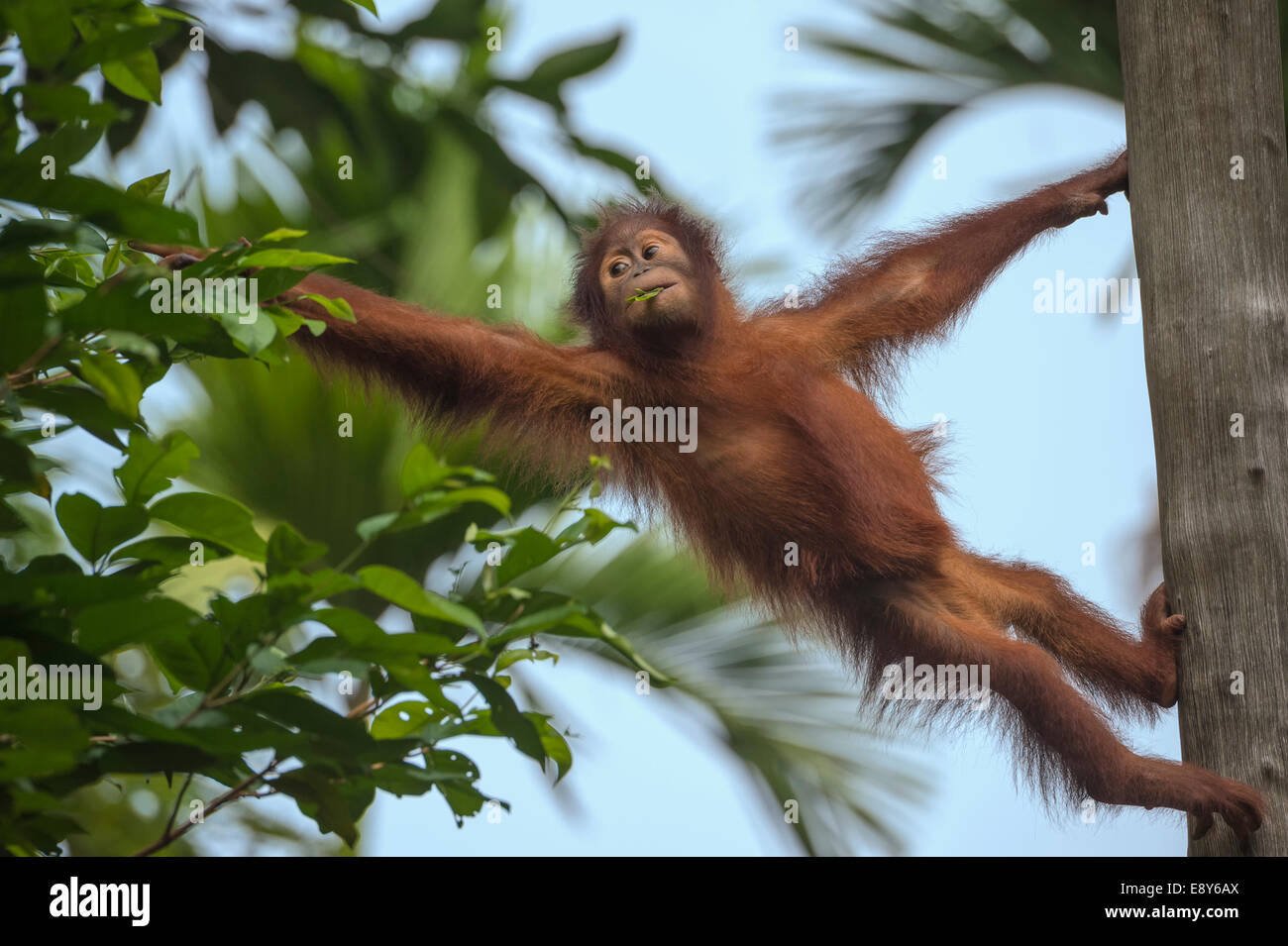 I capretti Bornean Orangutan su un albero e alimentazione su foglie Foto Stock