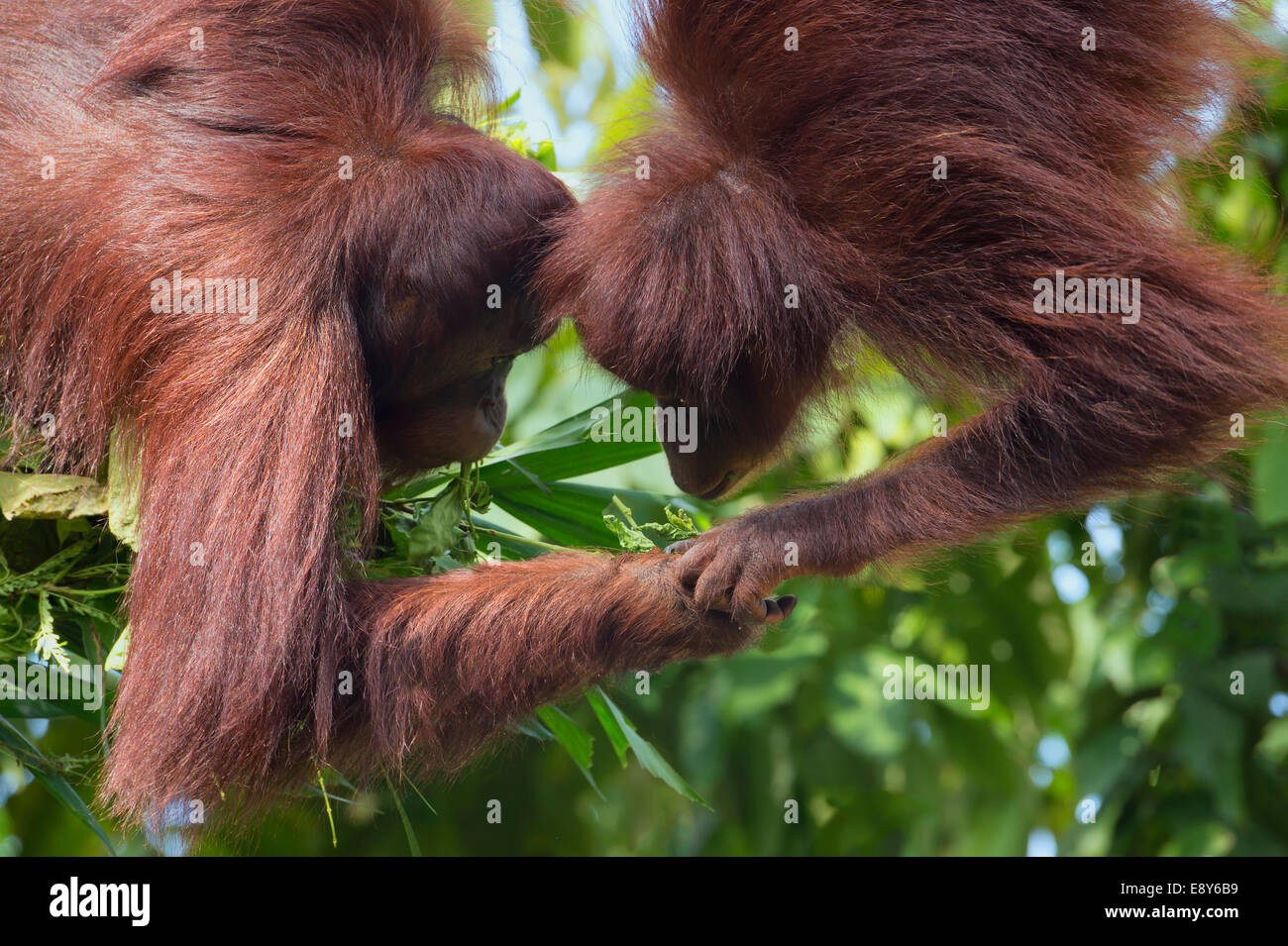 Coppia di Bornean orangutan Foto Stock