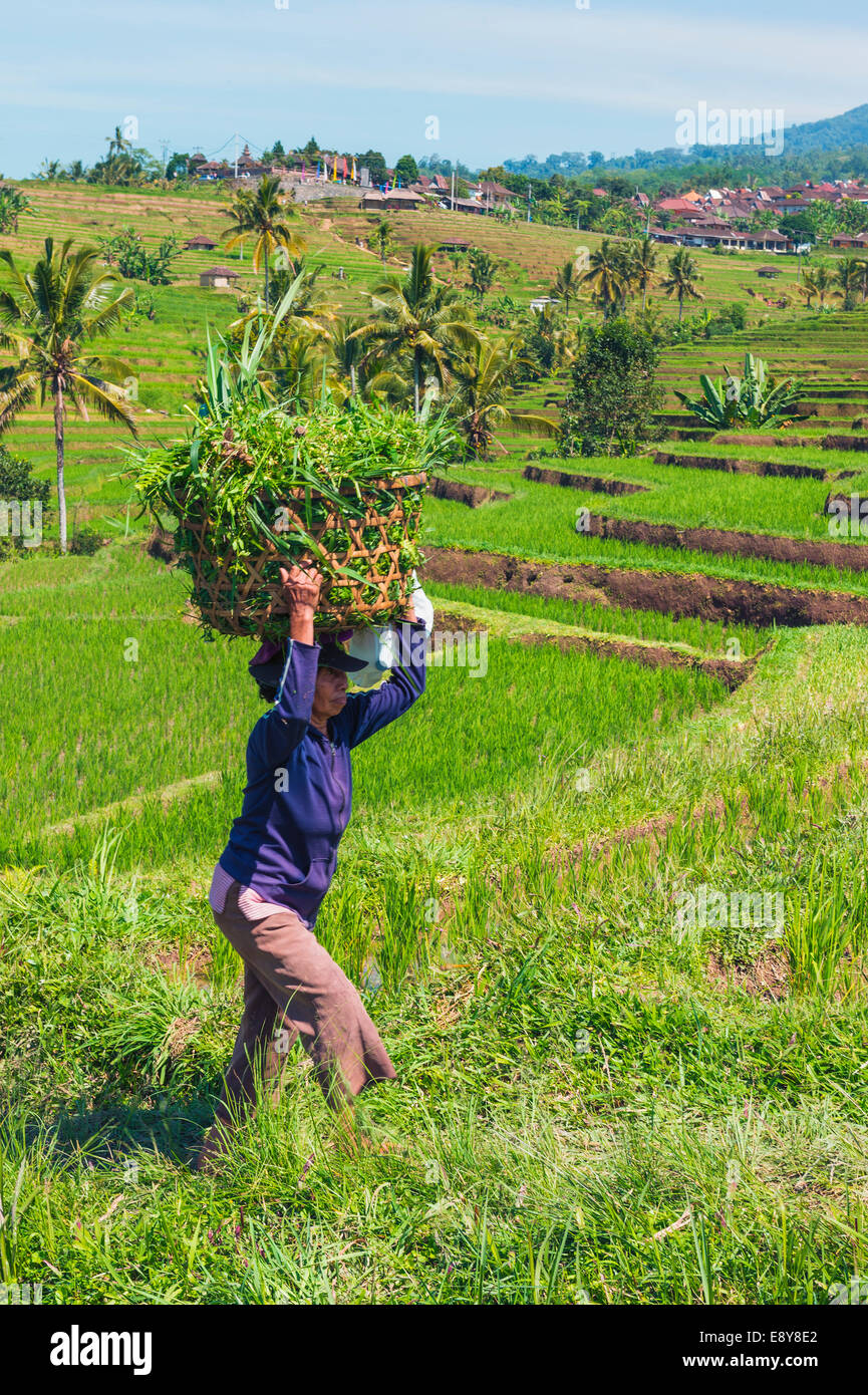 Gli agricoltori che lavorano in terrazze di riso, Jatiluwih, Sito Patrimonio Mondiale dell'Unesco, Bali, Indonesia Foto Stock