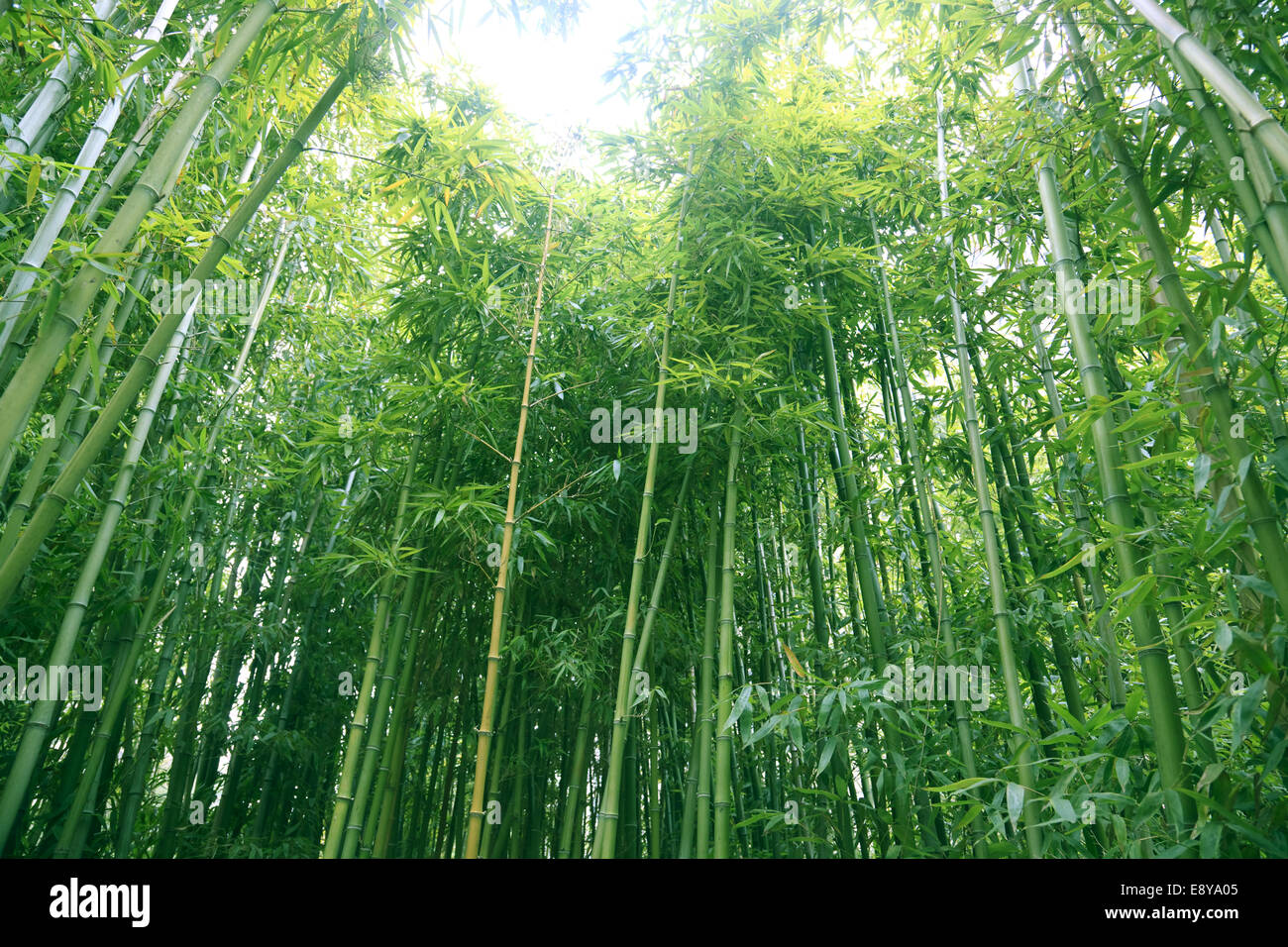bambù Foto Stock