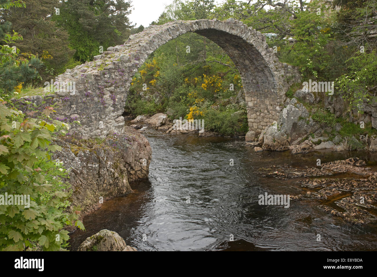 Carrbridge packhorse vecchio ponte sul fiume Dulnain costruito 1771 vicino a Inverness Scozia Scotland Foto Stock