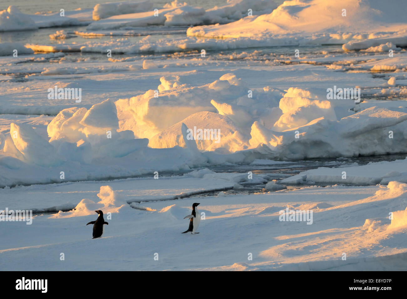 Adelie Penguin (Pygoscelis adeliae) permanente sulla floating pack-ghiaccio nella luce del mattino, il Mare di Ross, Antartide. Foto Stock