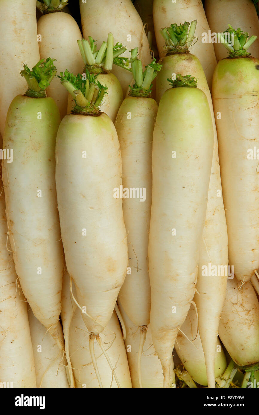 SAFLAX Set Di Semi Biologici – Ravanello Daikon Giapponese – 100 Semi – Raphanus Sativus Con Istruzioni