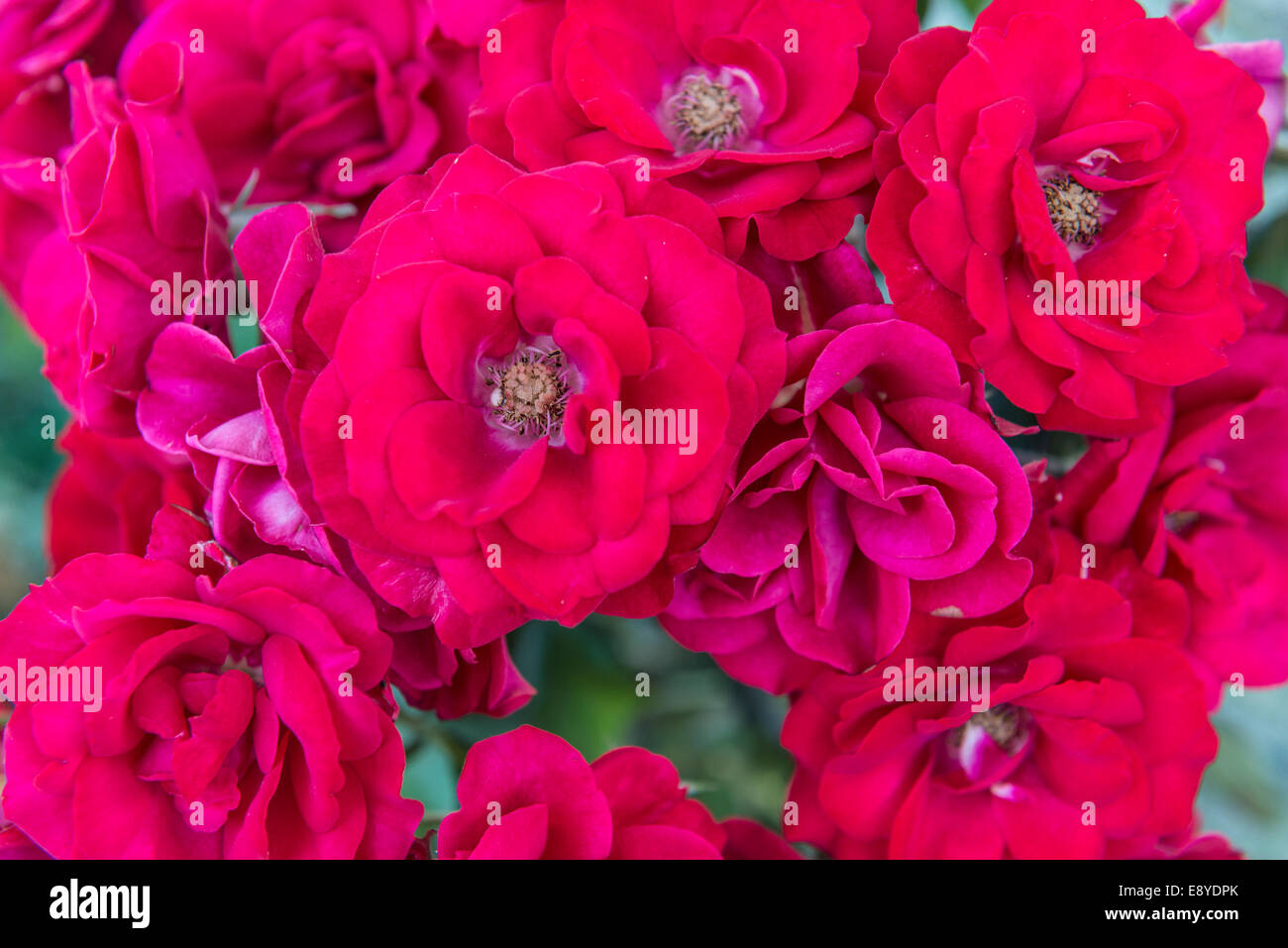 Rose rosse, closeup, Mastichari, Kos, Grecia Foto Stock