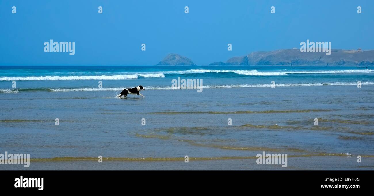 Un bianco e nero cane che corre lungo il litorale sulla spiaggia a Perranporth Cornwall Inghilterra Regno Unito Foto Stock