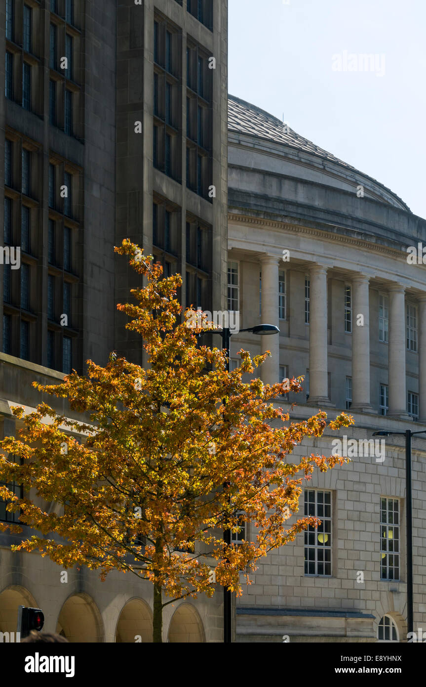 Albero in autunno i colori al di fuori del municipio edificio di estensione, Mount St, Manchester, Inghilterra, Regno Unito. Biblioteca centrale dietro. Foto Stock