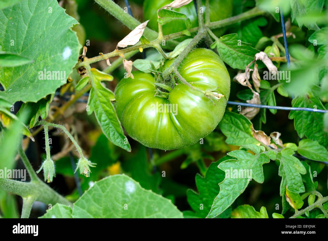 Cimelio di verde il pomodoro Foto Stock