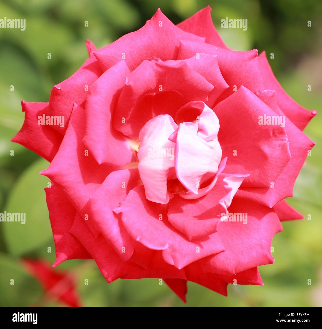 Rosa rossa su uno sfondo verde Foto Stock