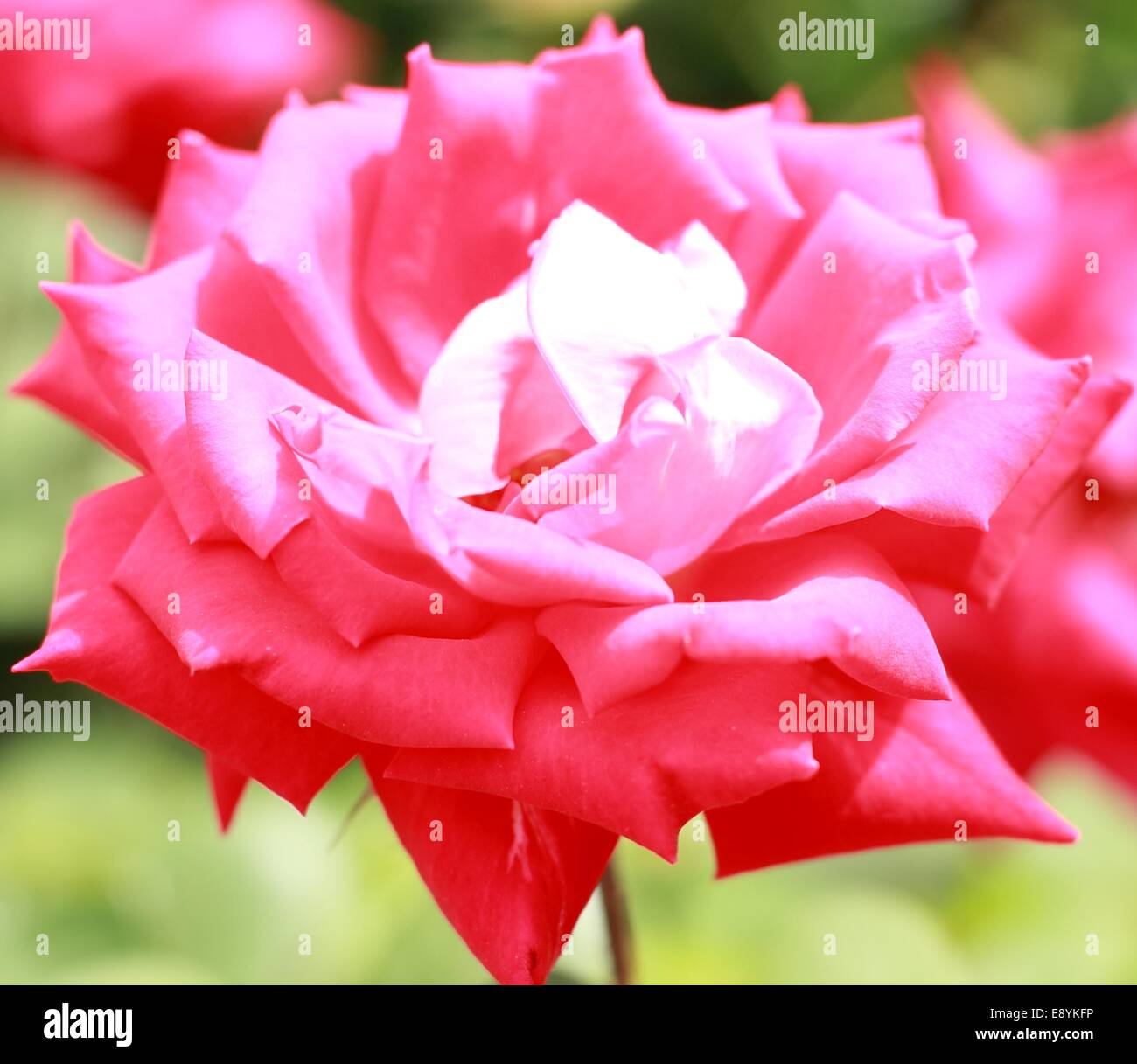 Rosa rossa Foto Stock