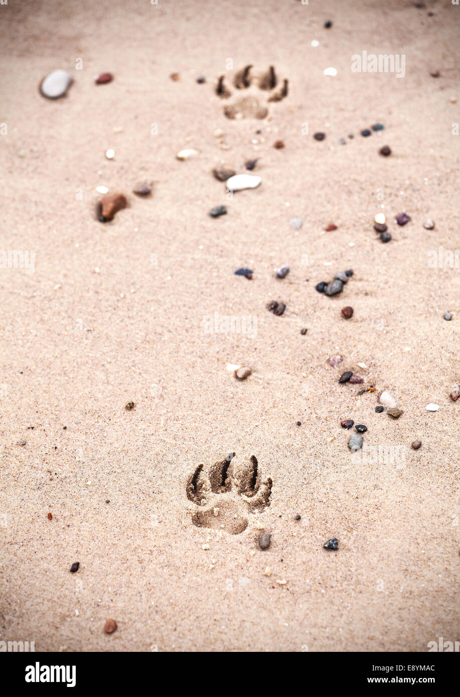 Zampa del cane di stampe sulla spiaggia di sabbia. Foto Stock