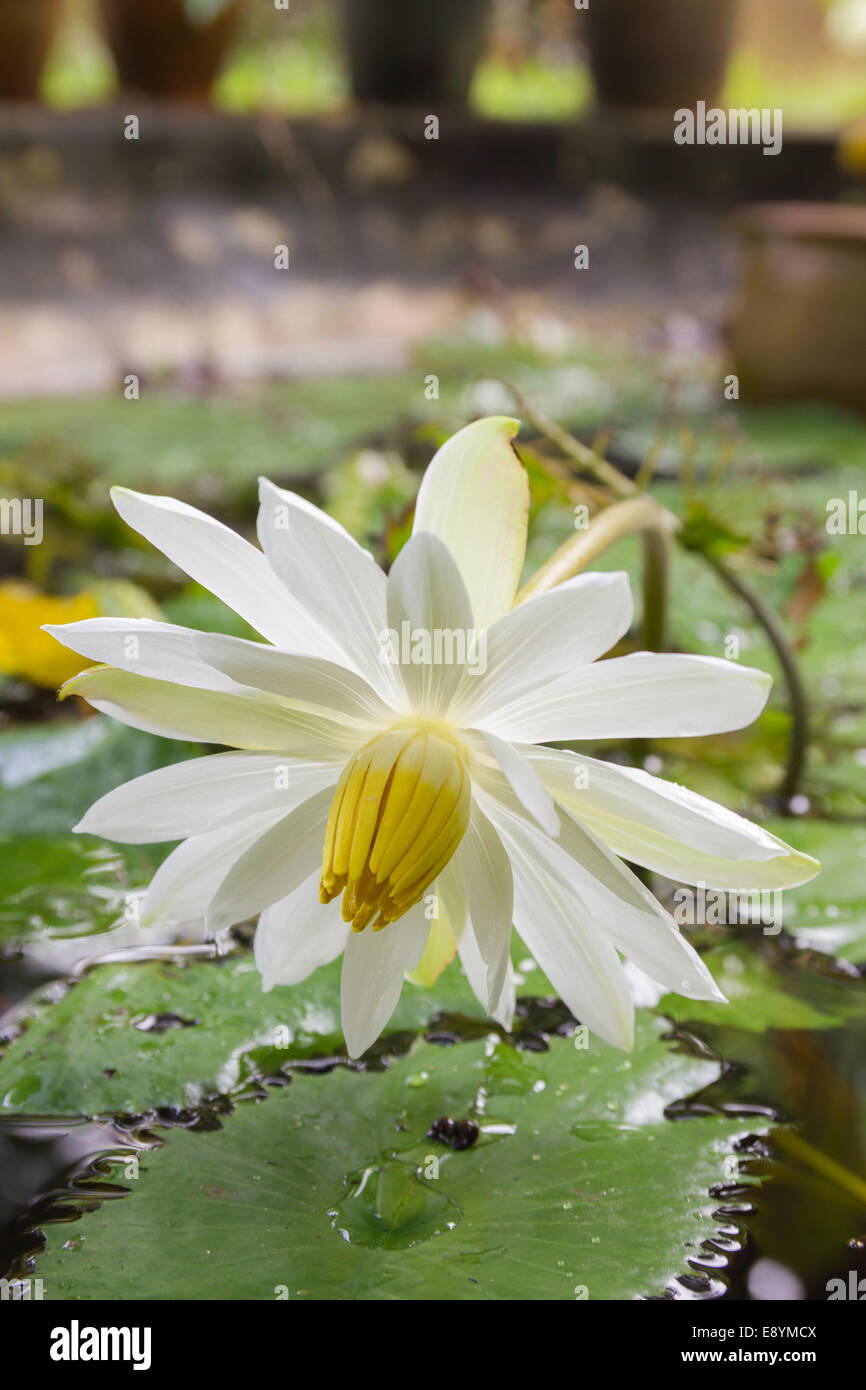 Il fiore di loto Foto Stock