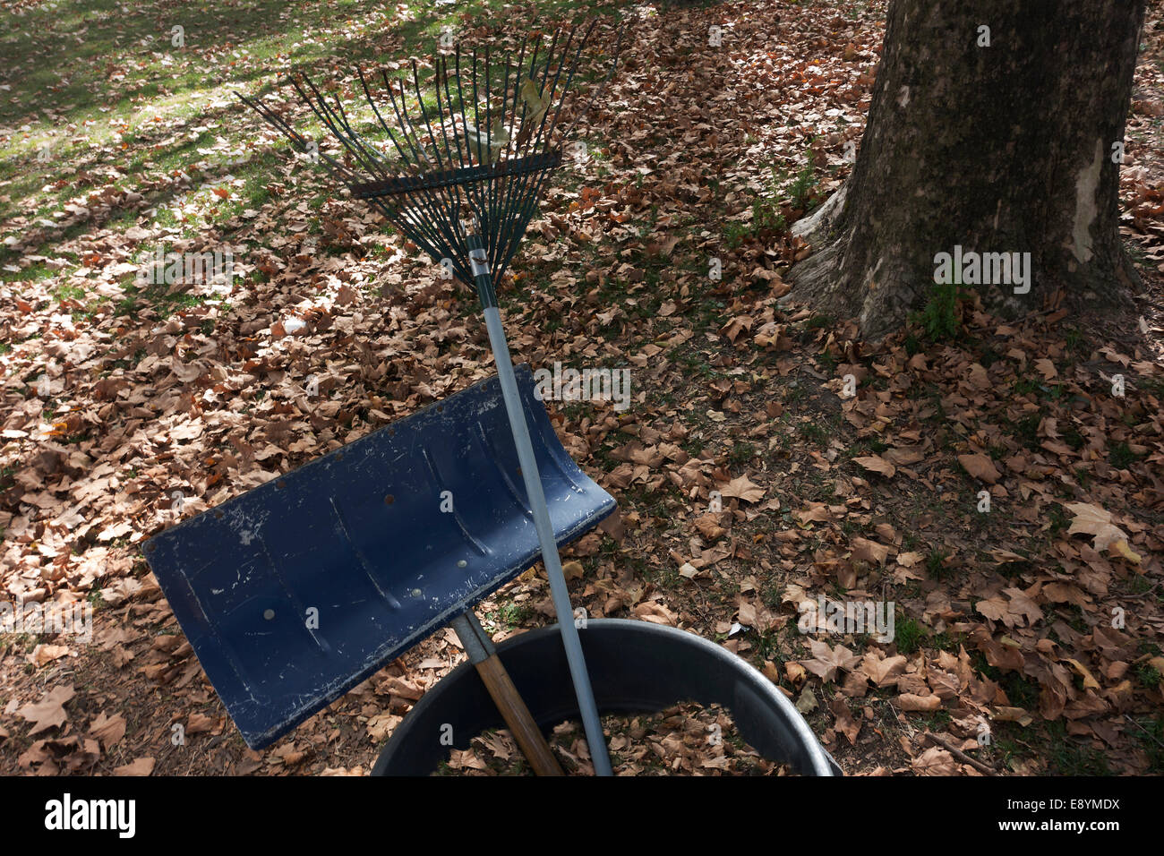 Caduta foglie sul grande prato con strumenti di rastrellamento Foto Stock