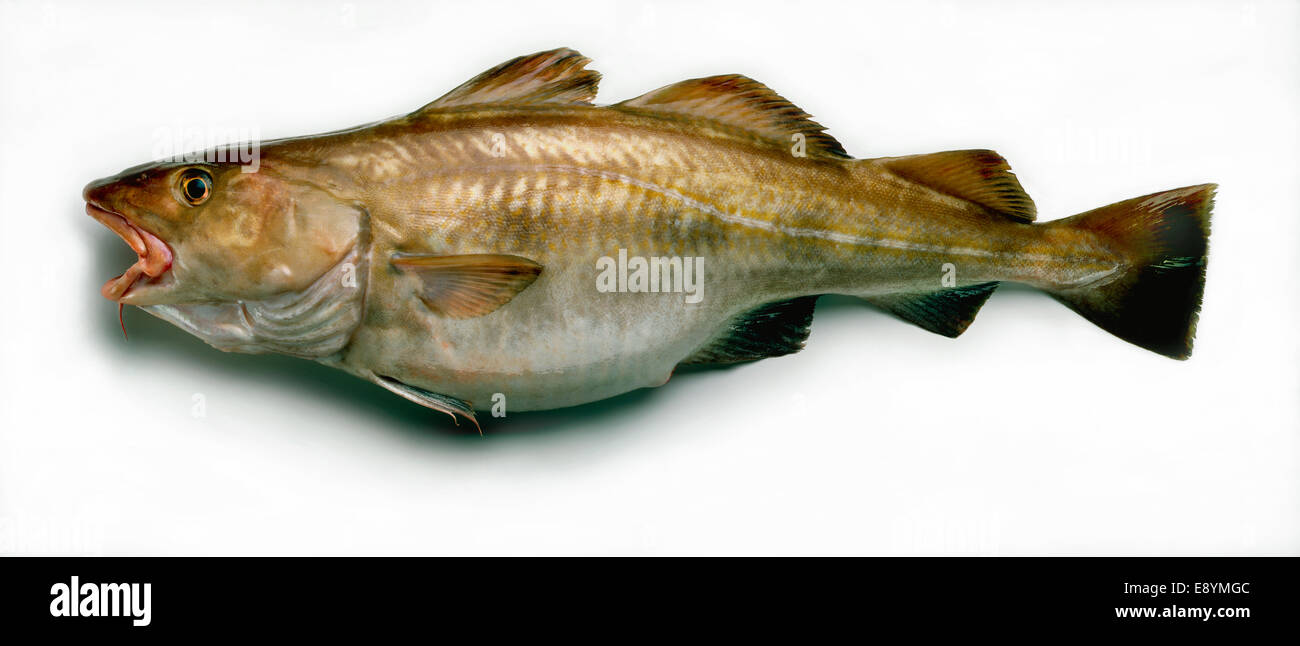 Cod fish immagini e fotografie stock ad alta risoluzione - Alamy