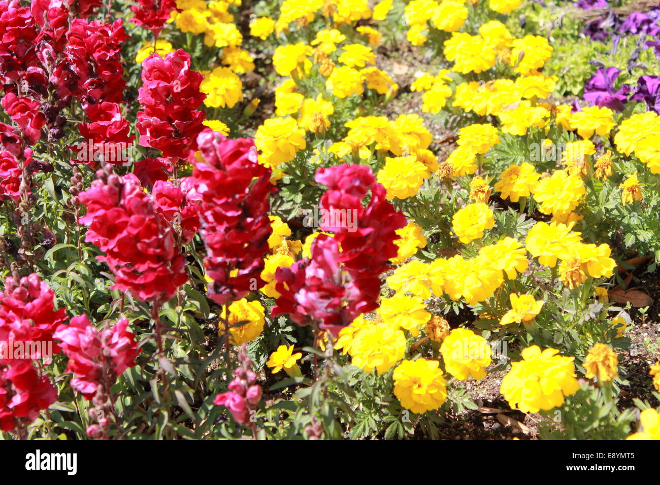 Fiori in un campo Foto Stock