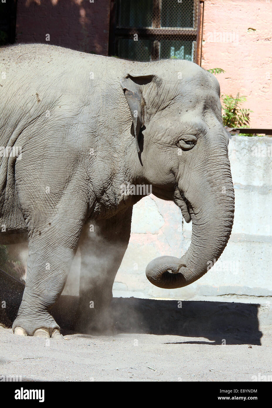 Elefante in lo zoo di raffreddamento con sabbia Foto Stock