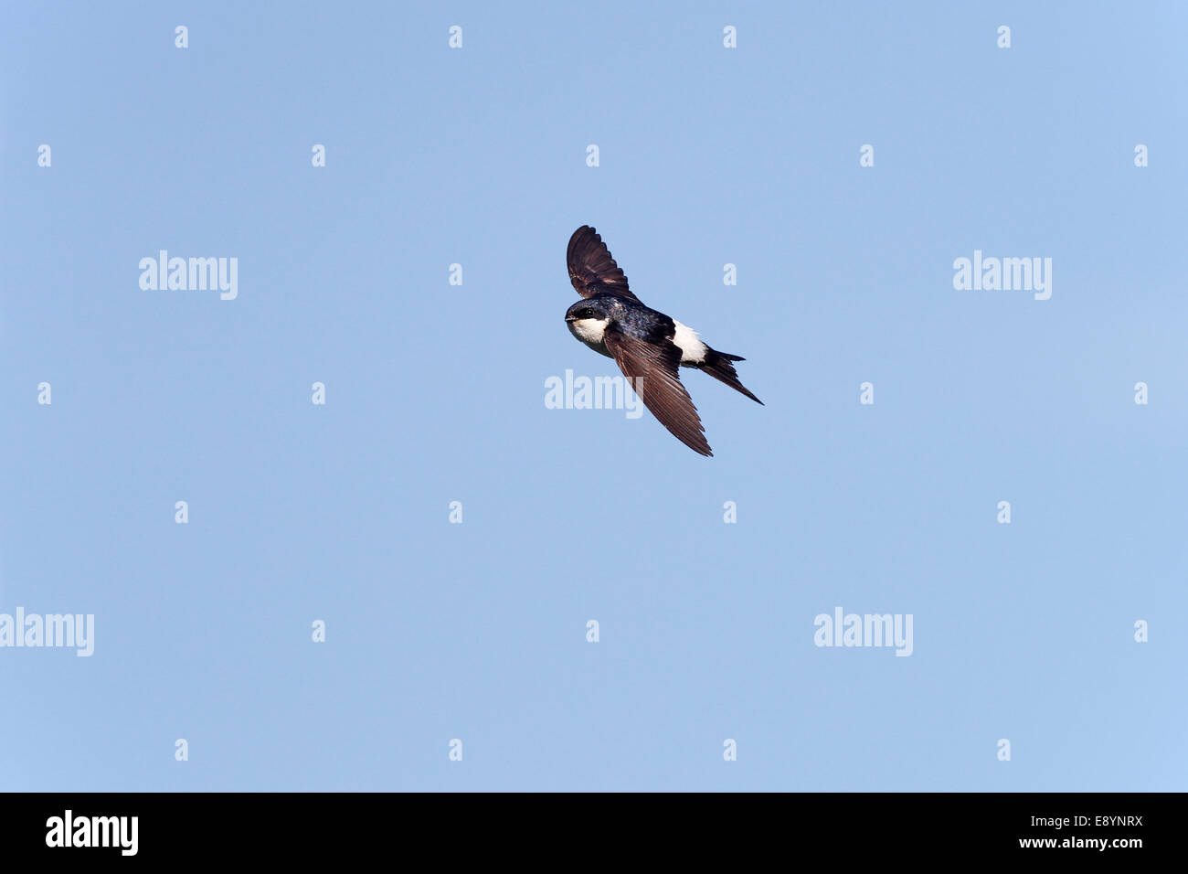 Casa Martin (Delichon urbica) in volo Wirral Merseyside Regno Unito agosto 54068 Foto Stock