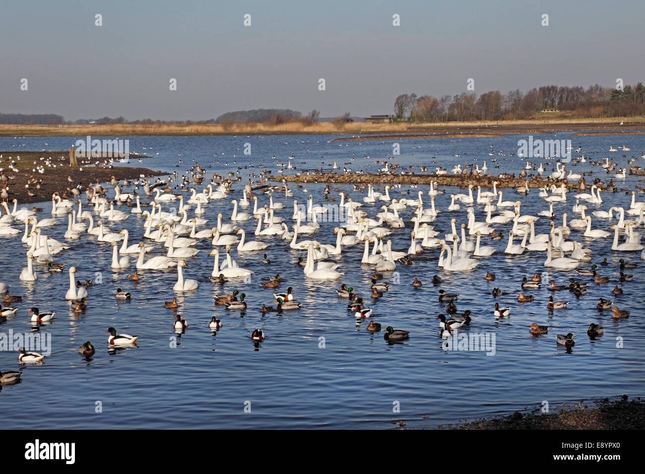 Martin Mere Wildfowl and Wetlands Trust Reserve con cigni Whooper (Cygnus cygnus) e anatre in attesa per il tempo di alimentazione Lancashire Foto Stock