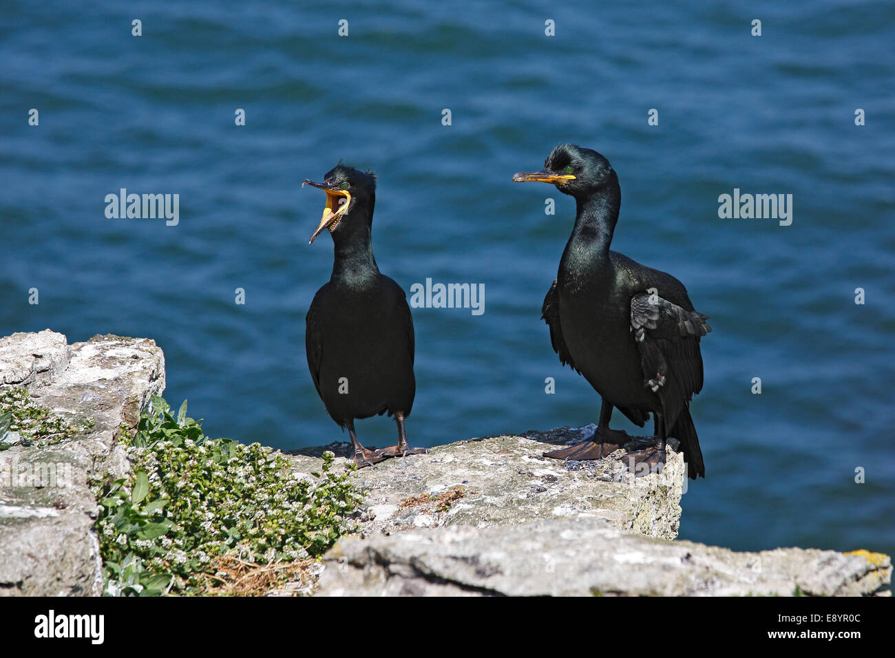 Il marangone dal ciuffo (phalacrocorax aristotelis) coppia arroccato sulla scogliera-top sul Puffin Isola Anglesey North Wales UK giugno 59771 Foto Stock