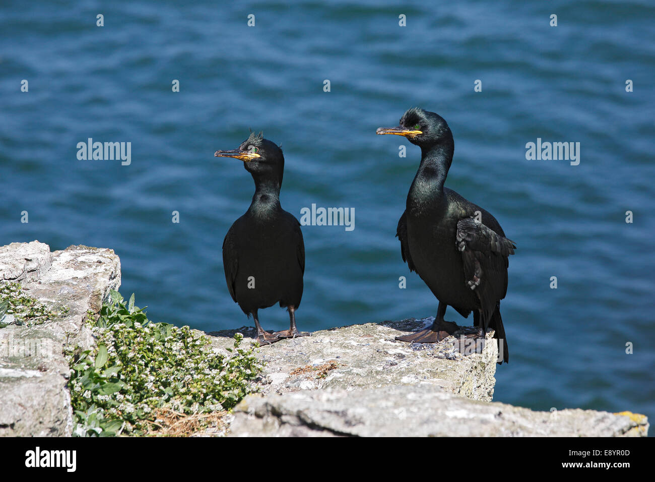 Il marangone dal ciuffo (phalacrocorax aristotelis) coppia arroccato sulla scogliera-top sul Puffin Isola Anglesey North Wales UK giugno 59776 Foto Stock