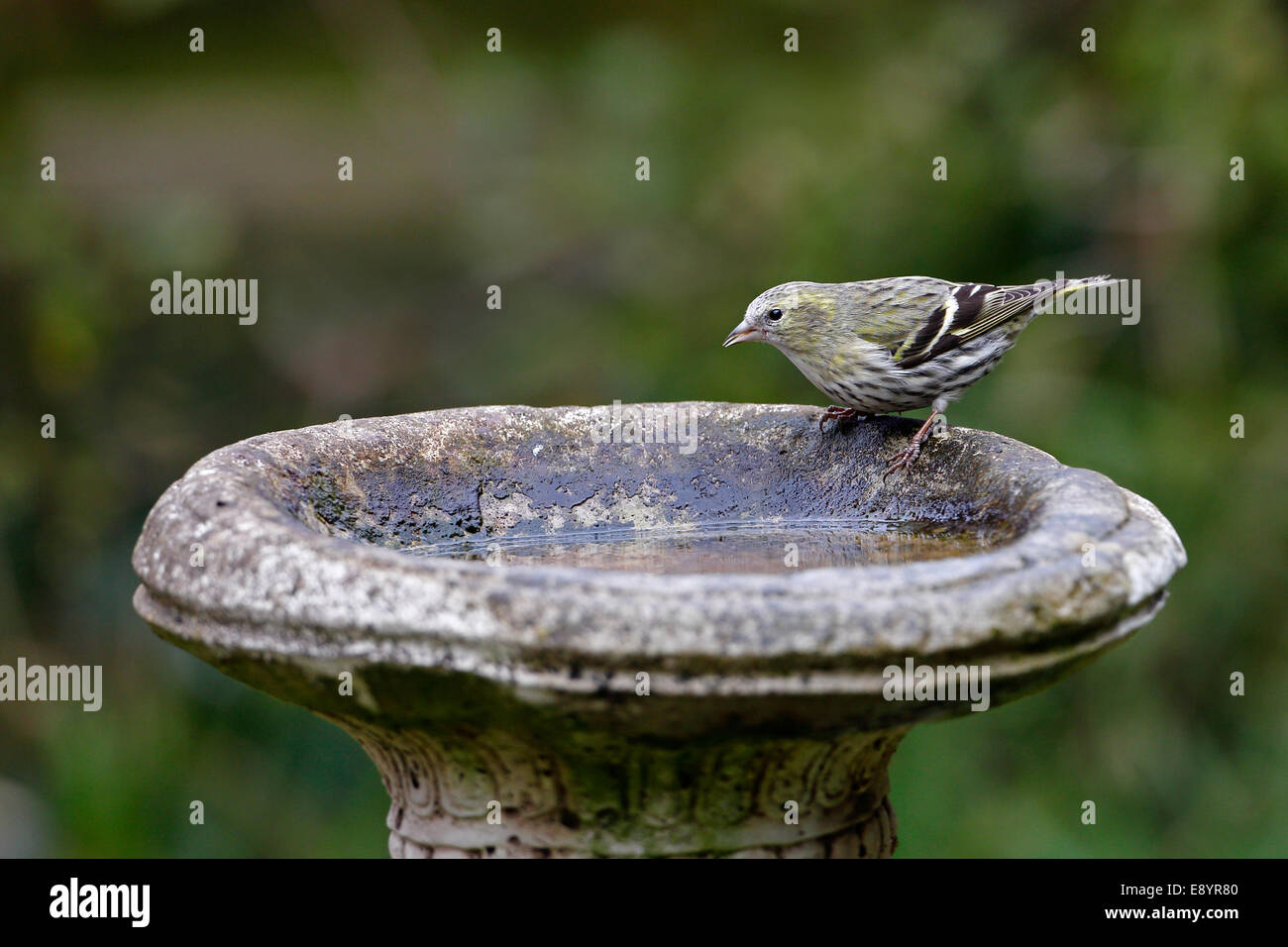 (Lucherino Carduelis spinus) femmina bere da bagno Uccelli nel giardino CHESHIRE REGNO UNITO aprile 51842 Foto Stock