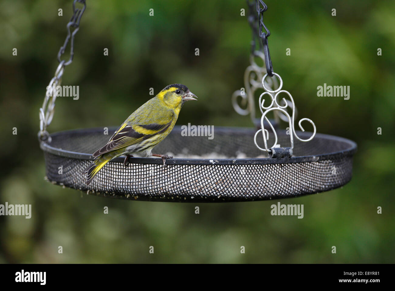 (Lucherino Carduelis spinus) maschio alimentazione su alimenti per uccelli nel giardino CHESHIRE REGNO UNITO aprile 51461 Foto Stock