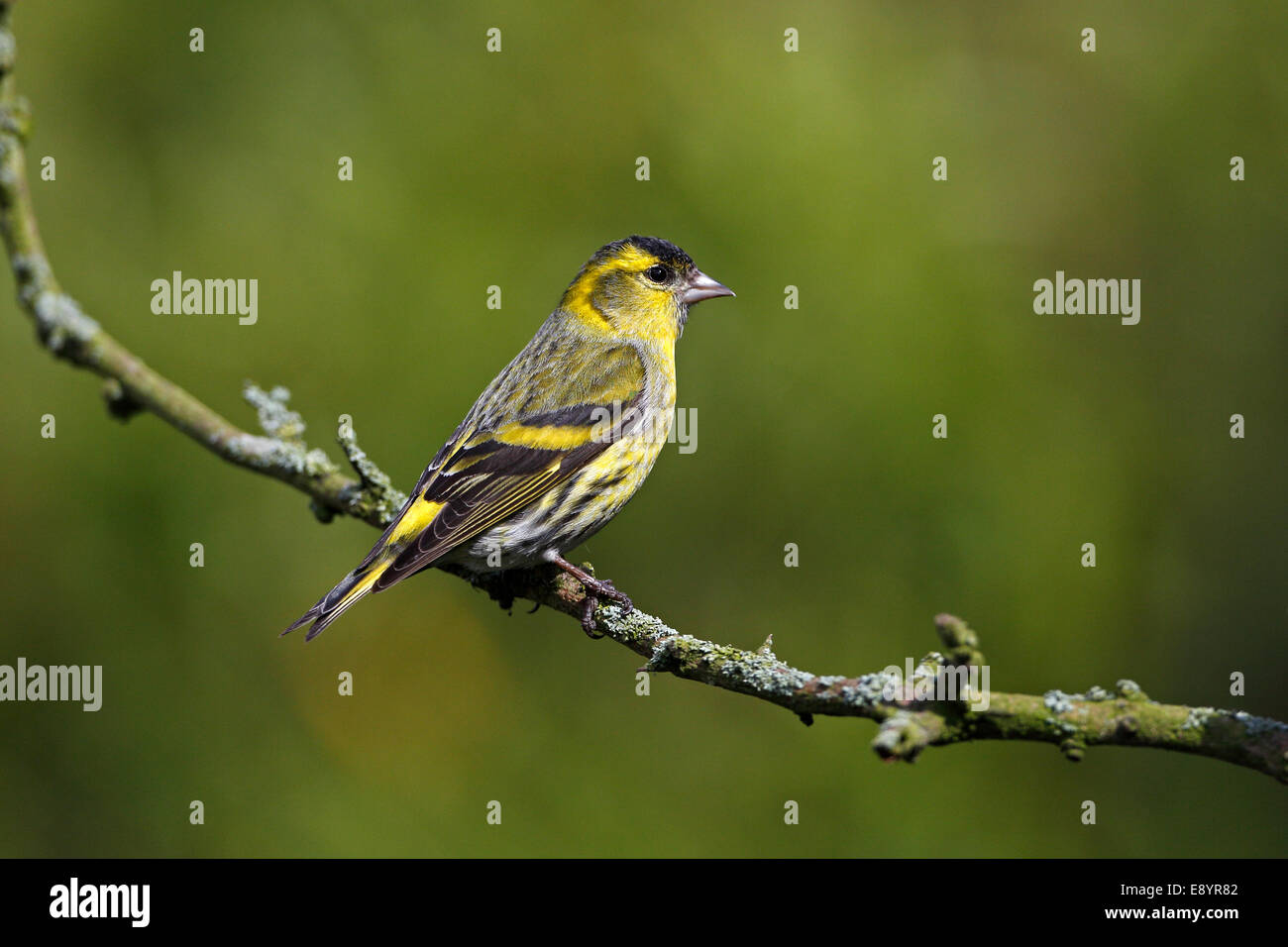 (Lucherino Carduelis spinus) maschio arroccato nella struttura ad albero nel giardino CHESHIRE REGNO UNITO aprile 52525 Foto Stock