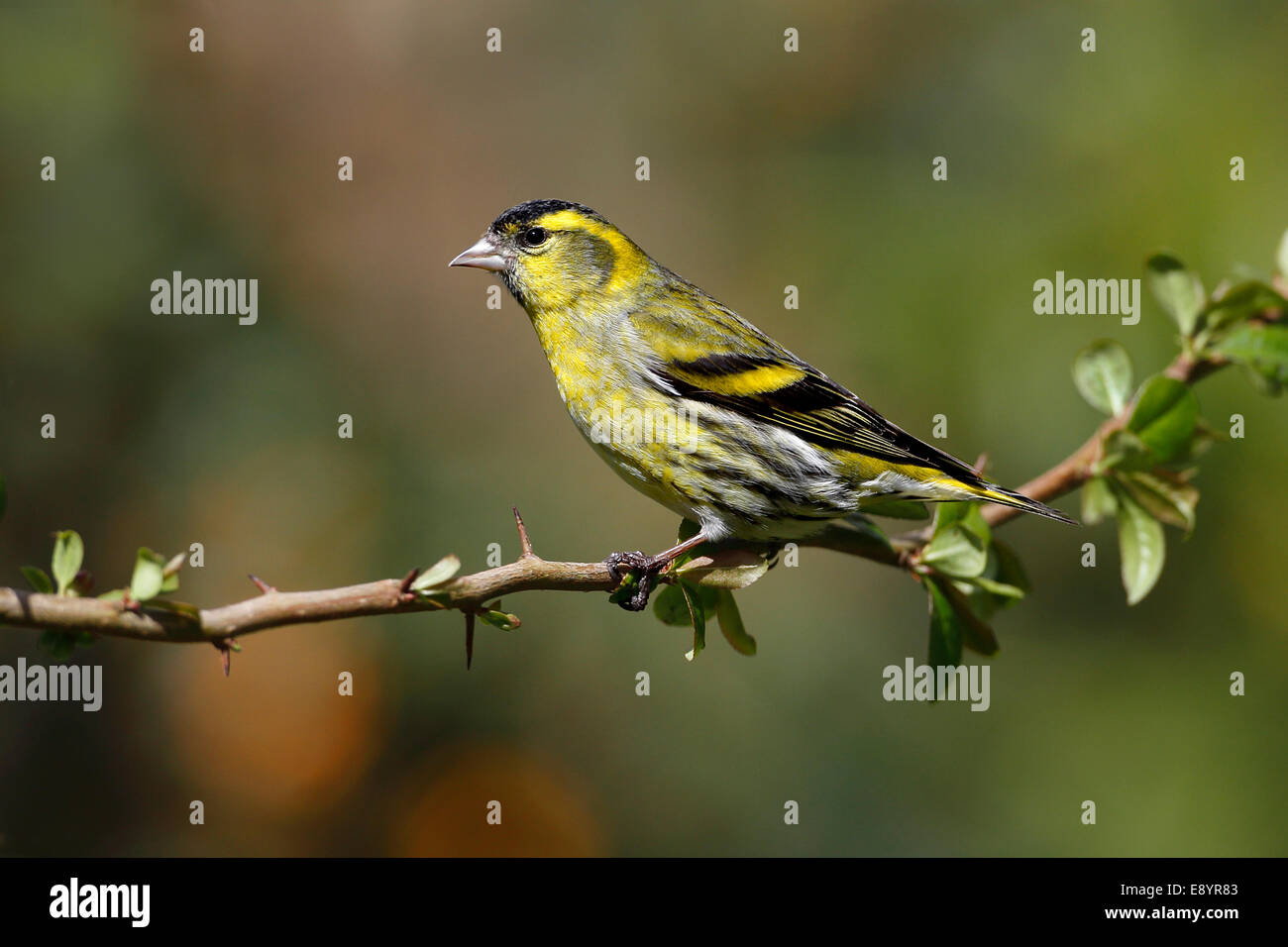 (Lucherino Carduelis spinus) maschio appollaiato in giardino CHESHIRE REGNO UNITO aprile 52584 Foto Stock