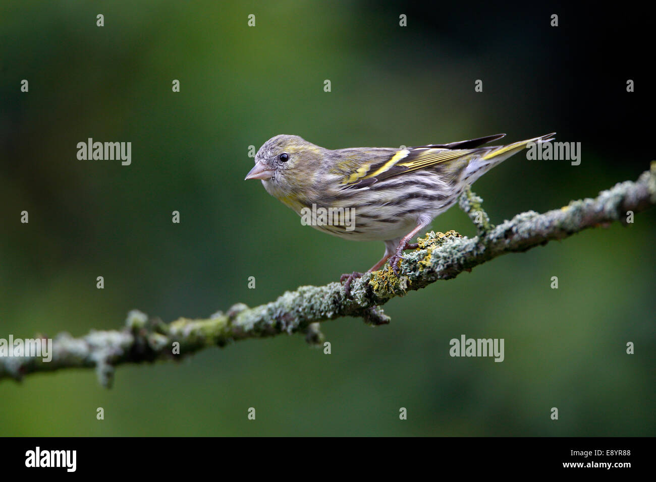 (Lucherino Carduelis spinus) femaleperched nel giardino CHESHIRE REGNO UNITO marzo 59541 Foto Stock