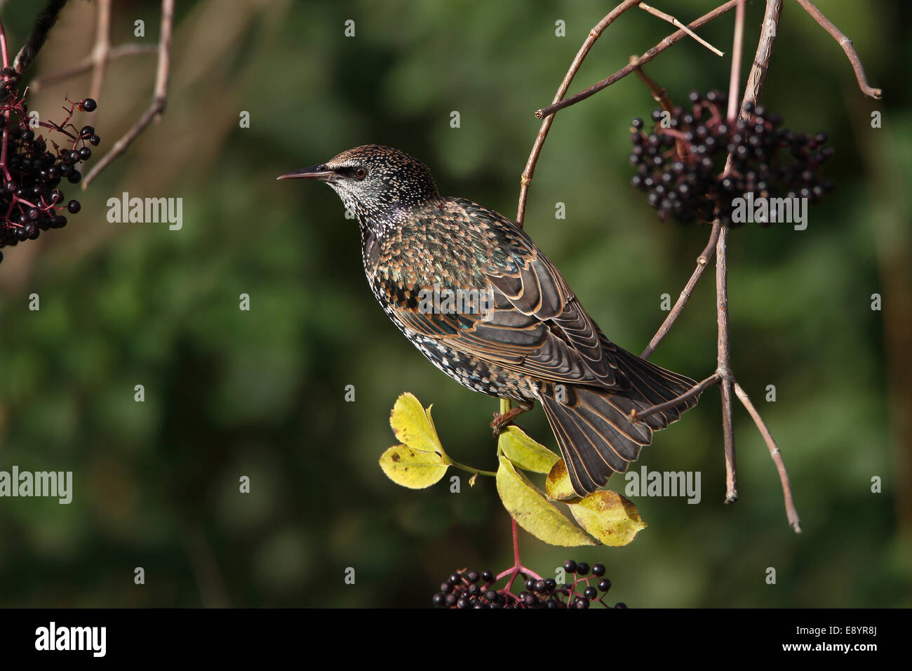 Starling (Sturnus vulgaris) arroccato in hedge a mangiare bacche di sambuco CHESHIRE REGNO UNITO novembre 54849 Foto Stock