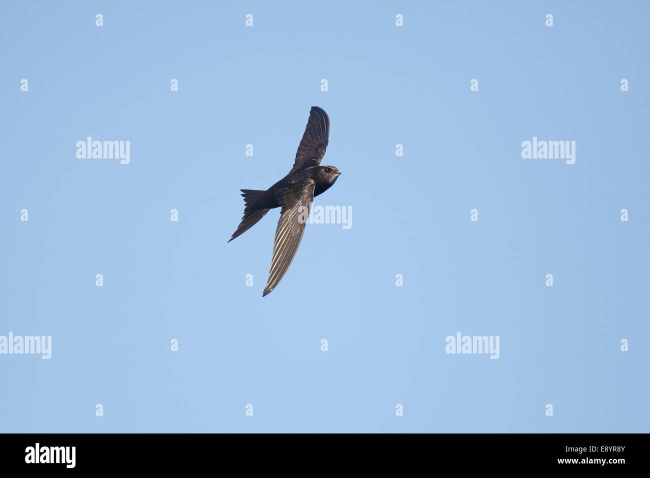 Comune (Swift Apus apus) in volo Wirral Merseyside Regno Unito luglio 52016 Foto Stock
