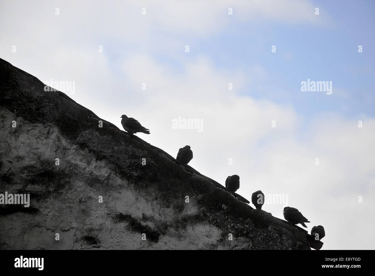 Sagome di numerosi piccioni in piedi sul bordo del tetto a doppio spiovente Foto Stock