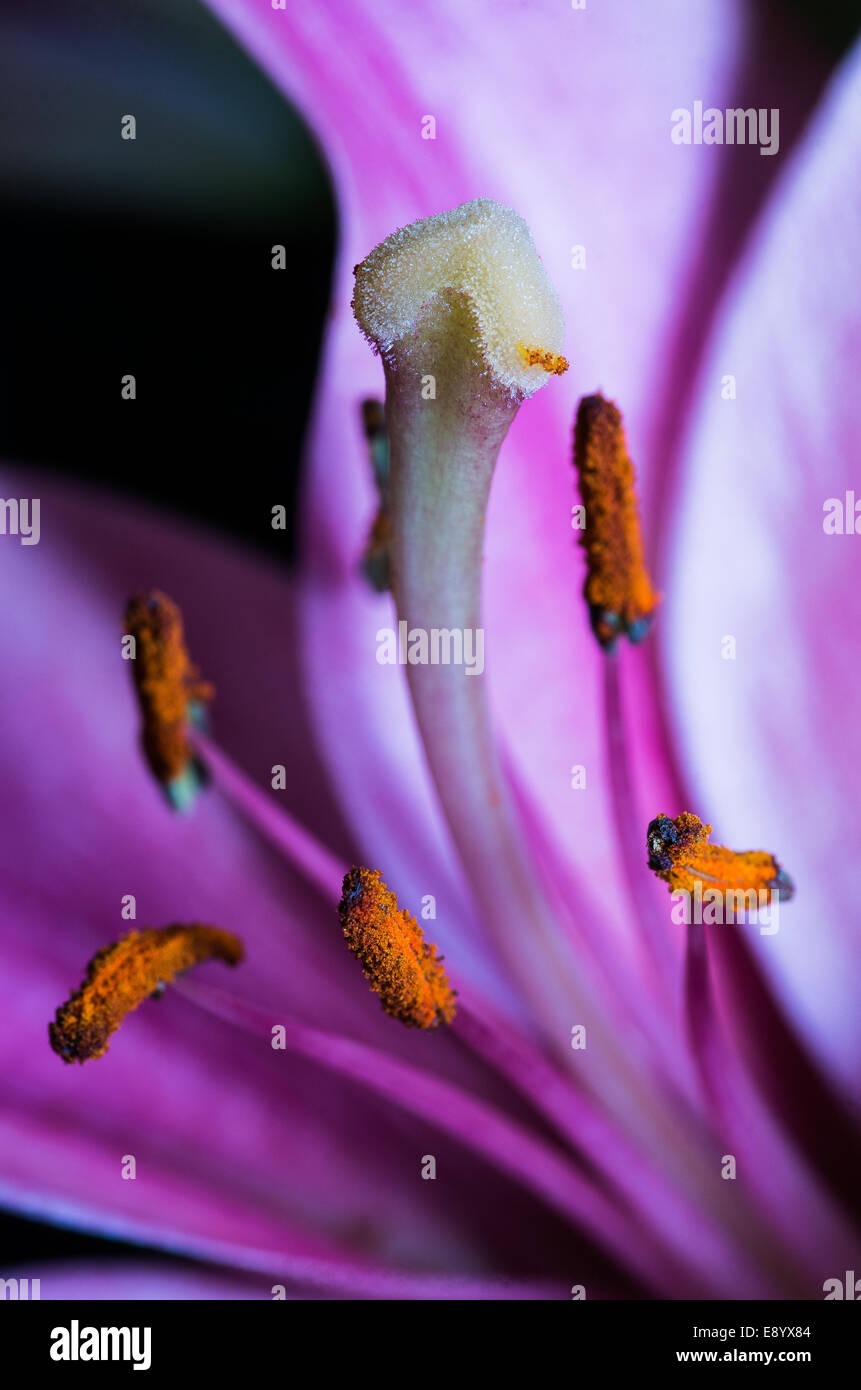 Macro fiore con un grande pistillo Foto Stock