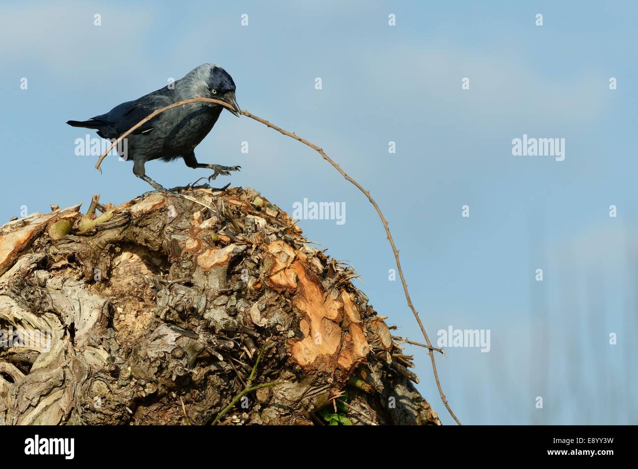 Taccola (Corvus monedula) con un rovo stick avvicinando il suo nido foro in un recente pollarded willow tronco, nel Gloucestershire. Foto Stock