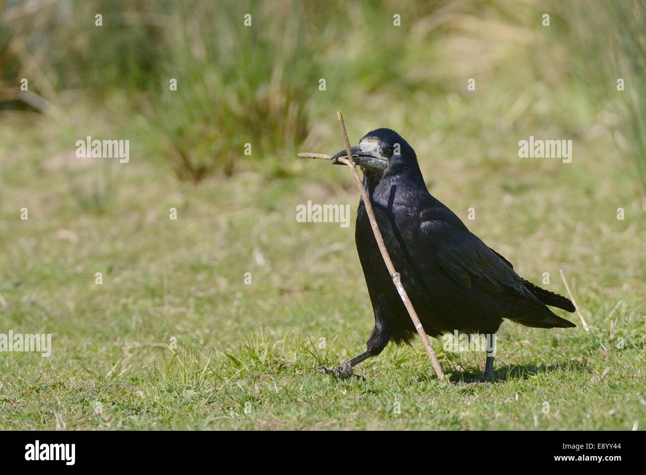 Rook (Corvus frugilegus) a piedi con un bastone che ha raccolto per il suo nido, Gloucestershire, Regno Unito, maggio. Foto Stock