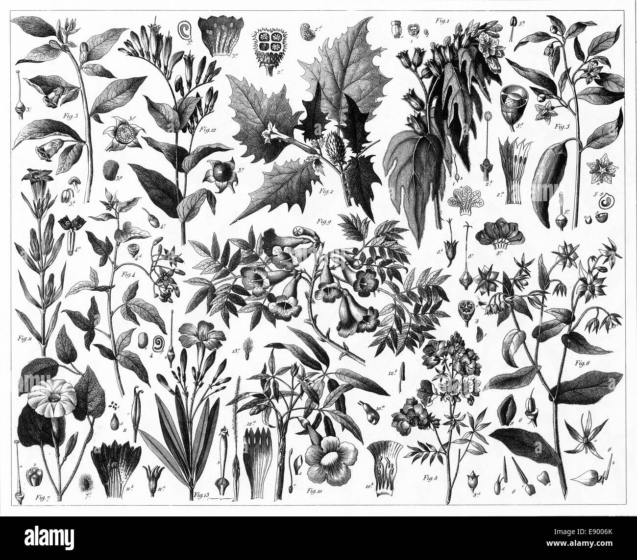 Le illustrazioni incise di piante tossiche da enciclopedia iconografico della scienza, letteratura e arte, pubblicato nel 1851. Foto Stock