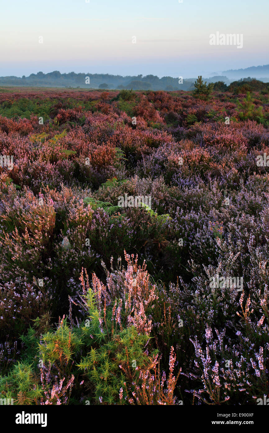 Misty alba; Bratley pianura, New Forest National Park; Hampshire County; Inghilterra; Gran Bretagna, Regno Unito Foto Stock