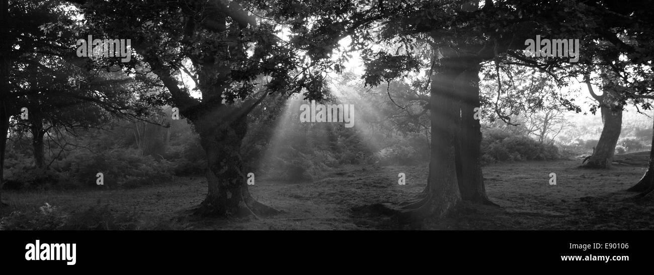 Misty alba; alberi da bosco, Bianco Moor, New Forest National Park; Hampshire County; Inghilterra; Gran Bretagna, Regno Unito Foto Stock