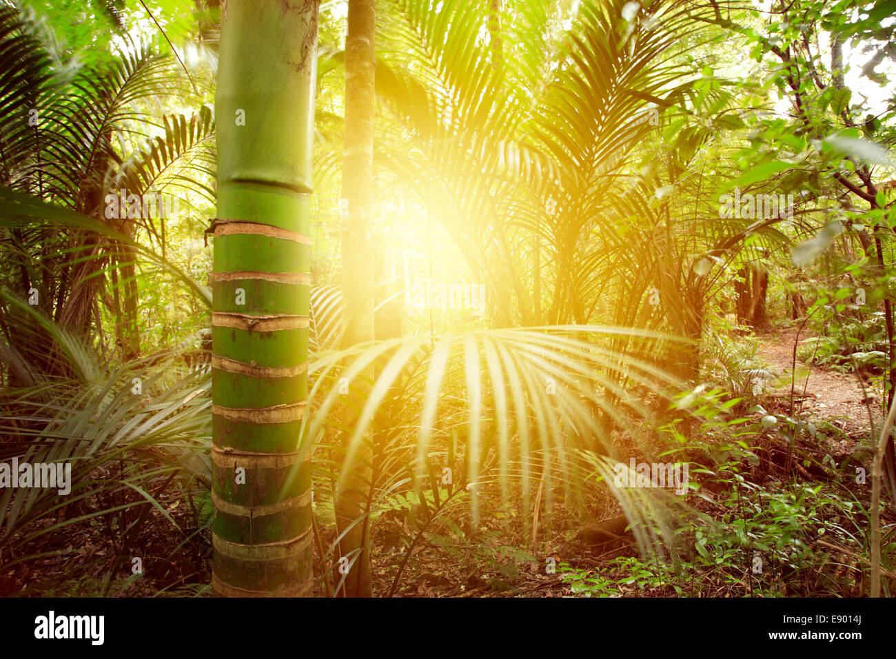 La luce del sole splendente nella giungla tropicale Foto Stock