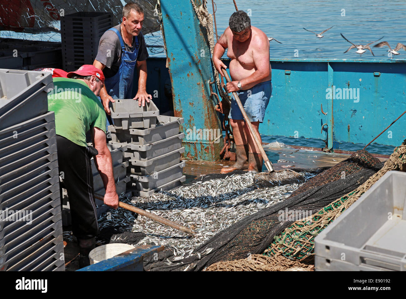 NESSEBAR, Bulgaria - 21 luglio 2014: pescatori scaricano le catture di spratto. Piccole barche da pesca sul Mar Nero Foto Stock